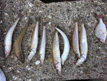 落ちギスおいしいー！！！！