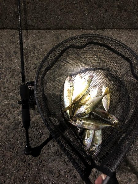 福良アジング②