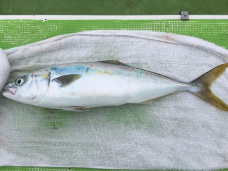 剣崎沖コマセマダイ