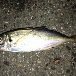真夜中からの釣行