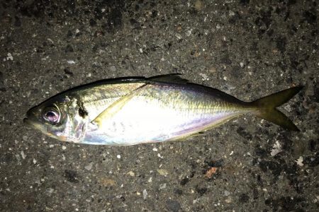 真夜中からの釣行