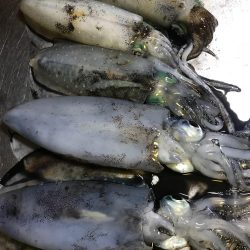 木岐&由岐エギング