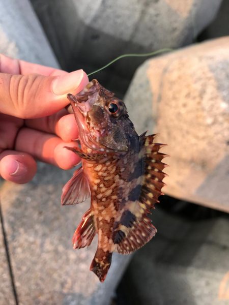 今日もライトロック