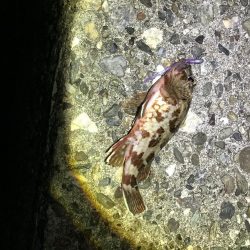 強風ライトゲーム