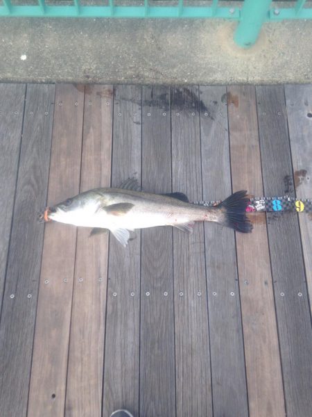 濁りの中から！