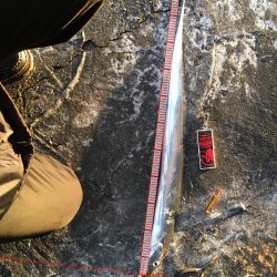 やっとシーバス❗️