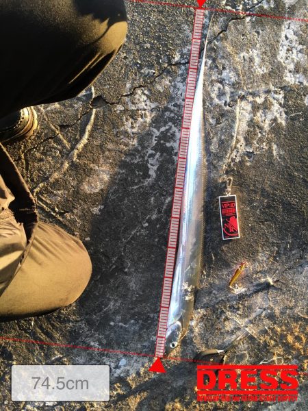 やっとシーバス❗️