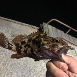 アジング道場 最終日