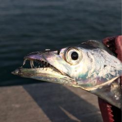 シーバス〜タチウオワインド〜LSJ