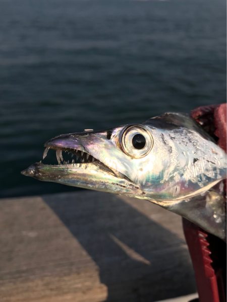 シーバス〜タチウオワインド〜LSJ