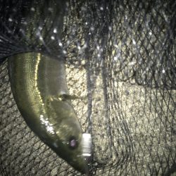 シーバスデイゲームでまさかの成分が！