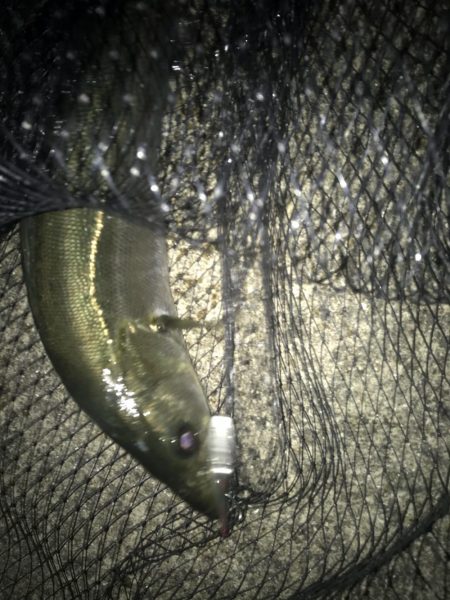 シーバスデイゲームでまさかの成分が！