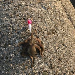 アジング&タコ釣り