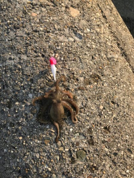 アジング&タコ釣り