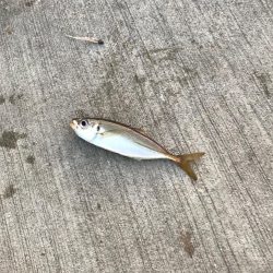 どんだけー釣れる！