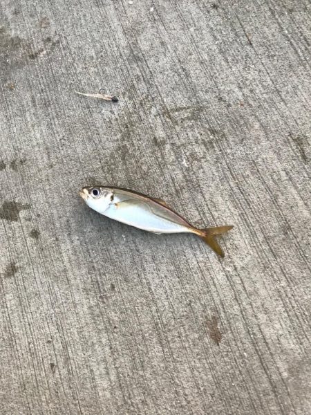 どんだけー釣れる！