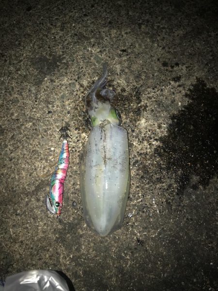 連休最終日初心者にレクチャーエギング