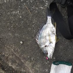 チニングのはずが、、、