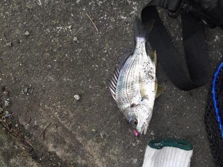 チニングのはずが、、、