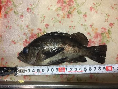 アジングでメバル