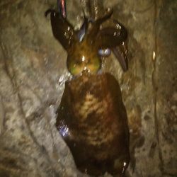 癒やしのアオリイカ