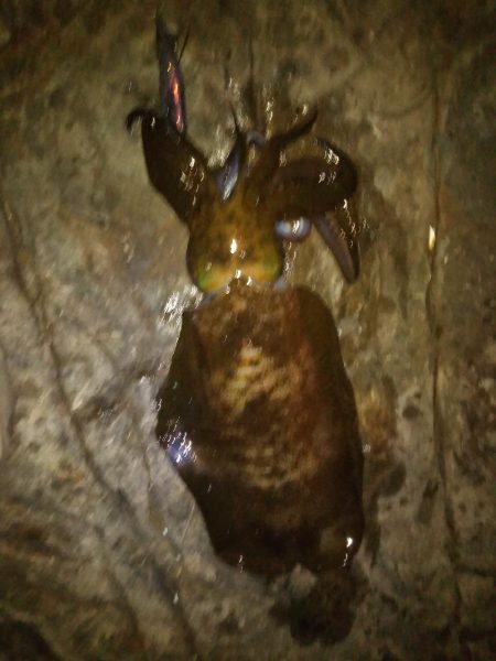 癒やしのアオリイカ