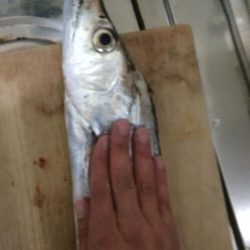 ドラゴン出ました