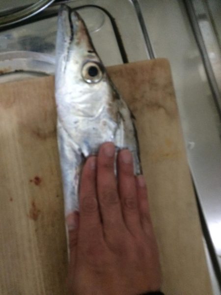 ドラゴン出ました