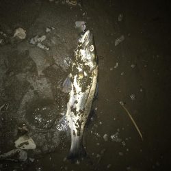 落ち鮎パターン