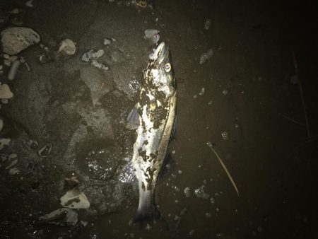 落ち鮎パターン