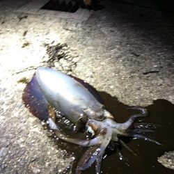 アオリイカー！！