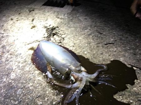 アオリイカー！！