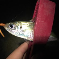 爆アジング達成