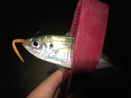 爆アジング達成