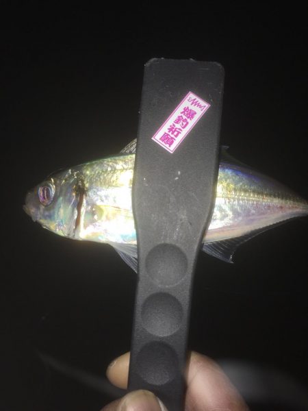 ちょいアジング