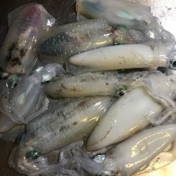 由岐アオリイカ