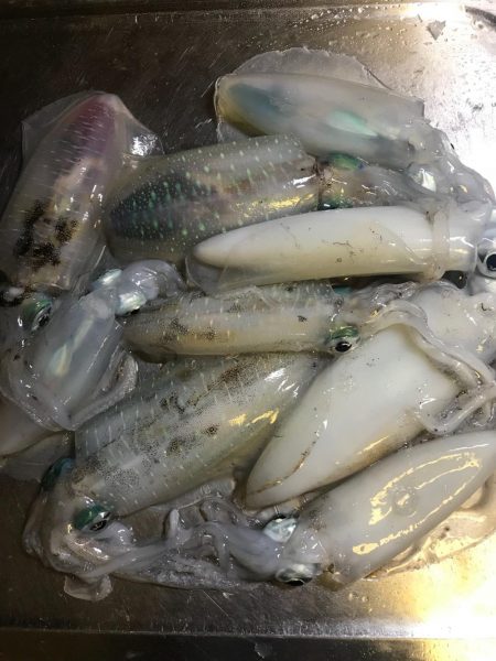 由岐アオリイカ