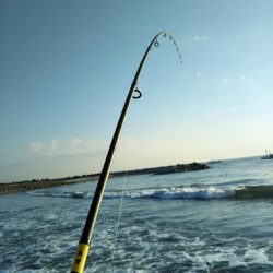 サーフから青物