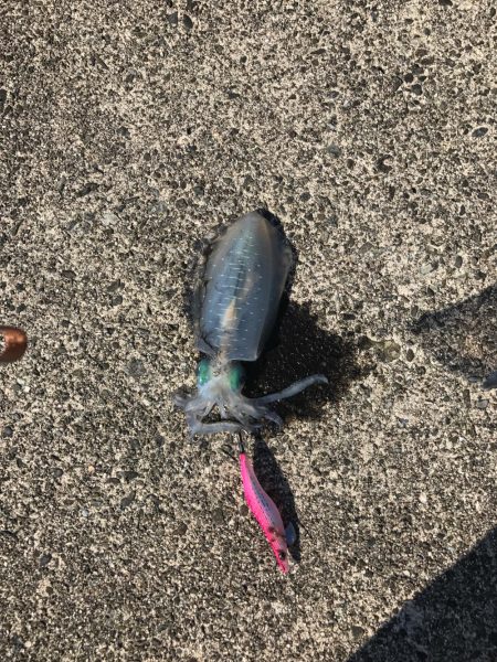 マイスペシャルポイント