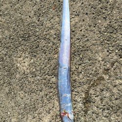 武庫川一文字 久しぶり～