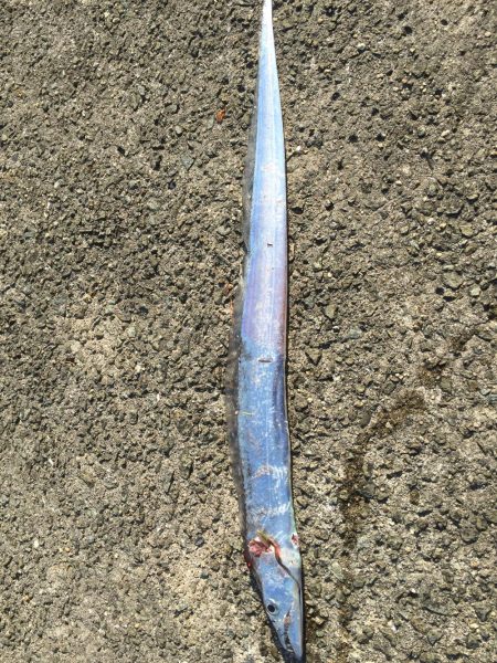 武庫川一文字 久しぶり～