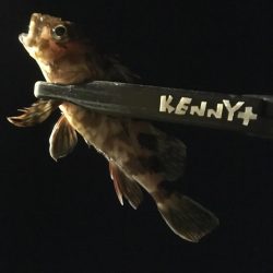 シーバスを求めて…