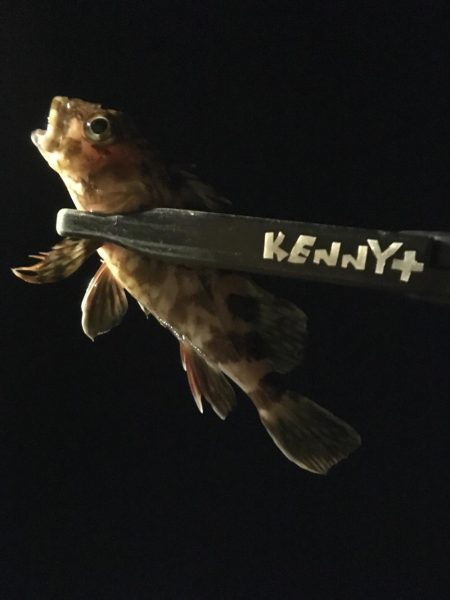 シーバスを求めて…