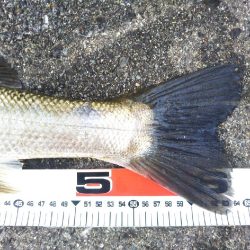 阿南市の那賀川河口でシーバス