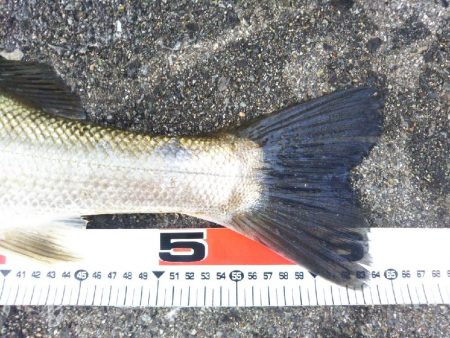 阿南市の那賀川河口でシーバス