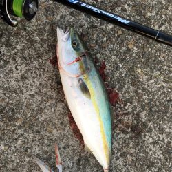 ベイトが寄ったタイミングでハマチ