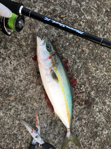 ベイトが寄ったタイミングでハマチ