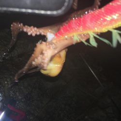 2日連続エギング