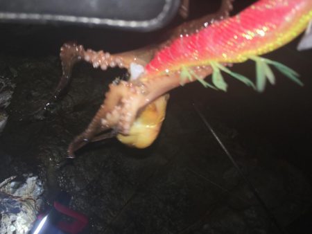 2日連続エギング