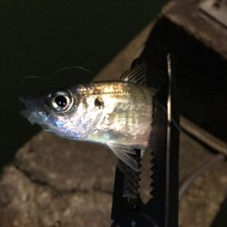 仕事帰りアジング